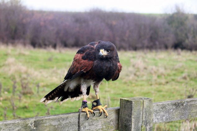 A hawk perching on a fence.