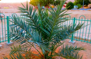Methuselah—date palm grown from a 2,000-year-old seed. Courtesy of the Arava Institute for Environmental Studies
